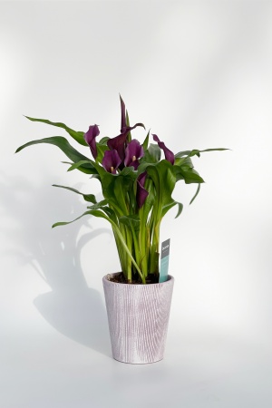 Zantedeschia 45cm x D12