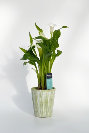 Zantedeschia 45cm x D12