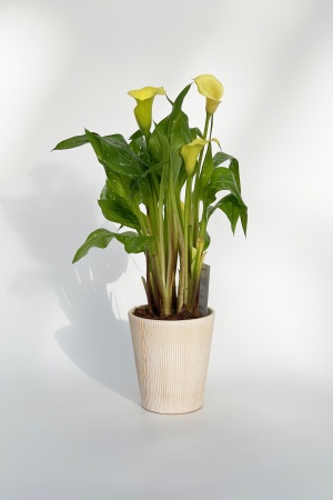 Zantedeschia 45cm x D12