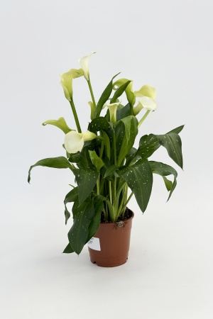 Zantedeschia 60cm x D17