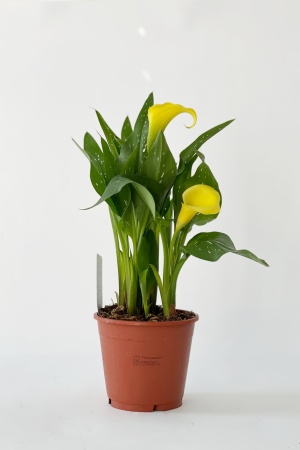 Zantedeschia Mixte 45cm x D14