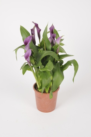 Zantedeschia Mixte 45cm x D14