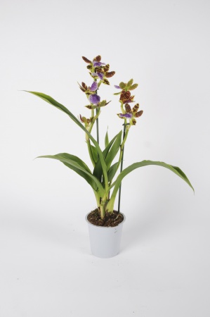 Zygopetalum Louisendorf 55cm x D12