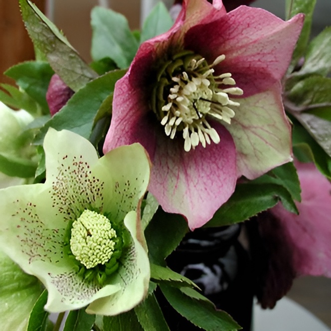 image d'une fleur