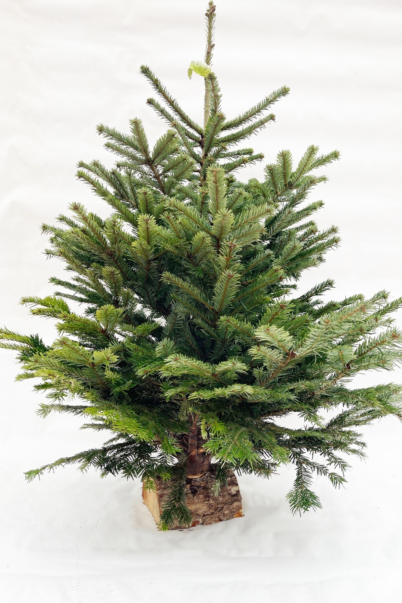 image produit ABELIA GRANDIFLORA D24