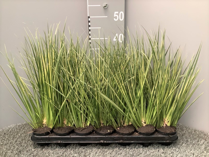 image produit ACORUS CALAMUS 'VARIEGATUS' D0