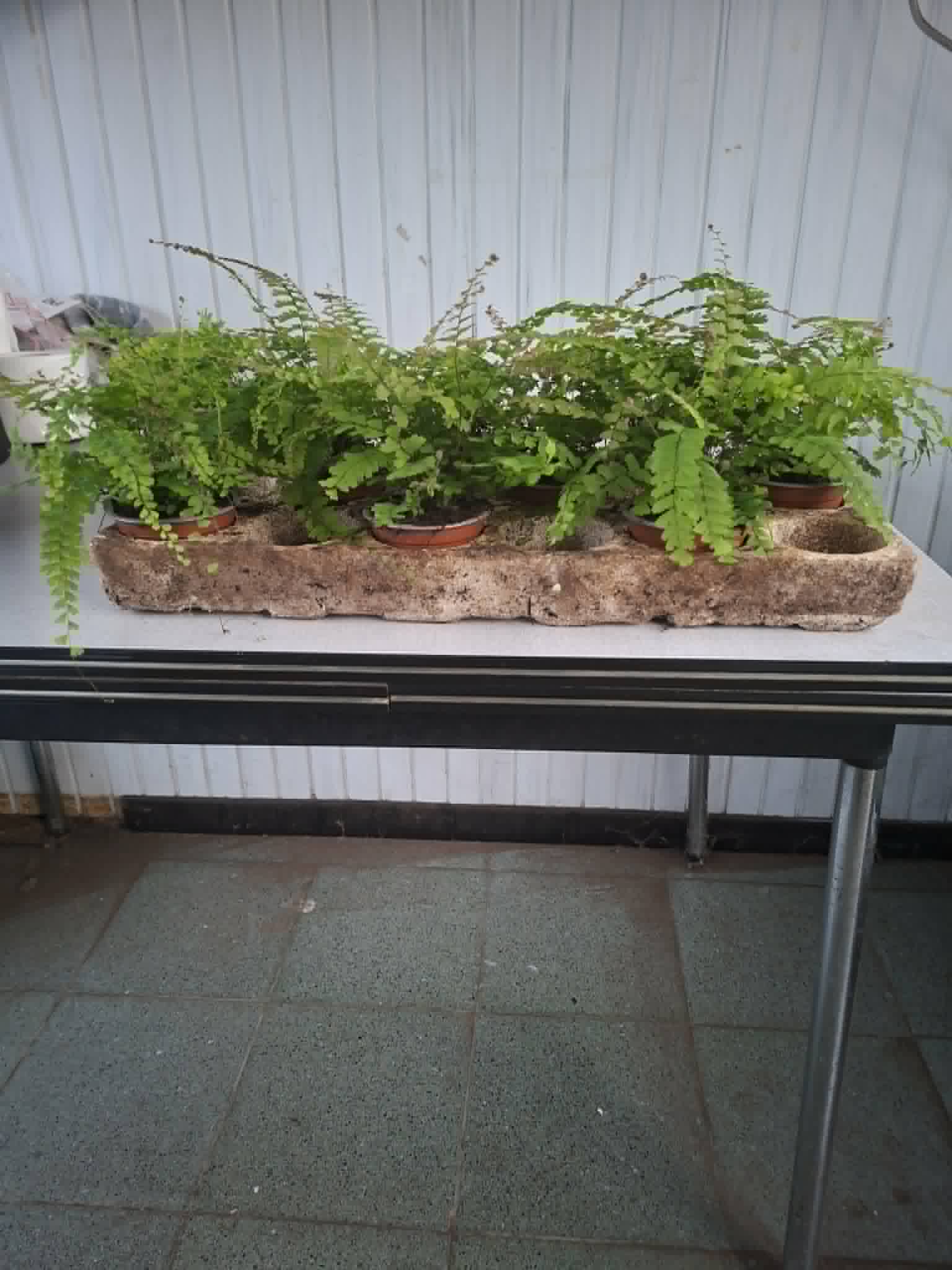 image produit ADIANTUM CAUDATUM D9