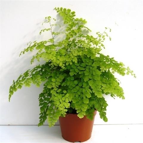 image produit ADIANTUM RADDIANUM 'FRAGRANS'