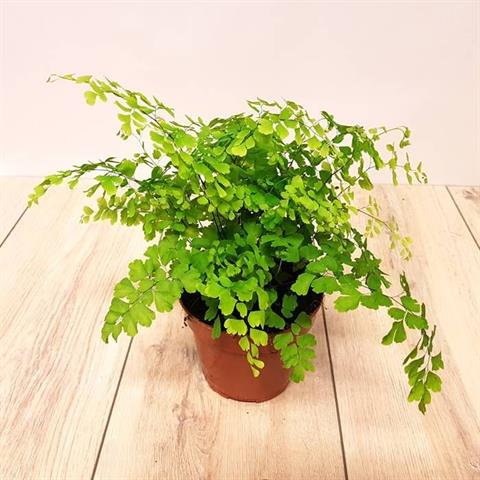 image produit ADIANTUM RADDIANUM 'FRAGRANS'