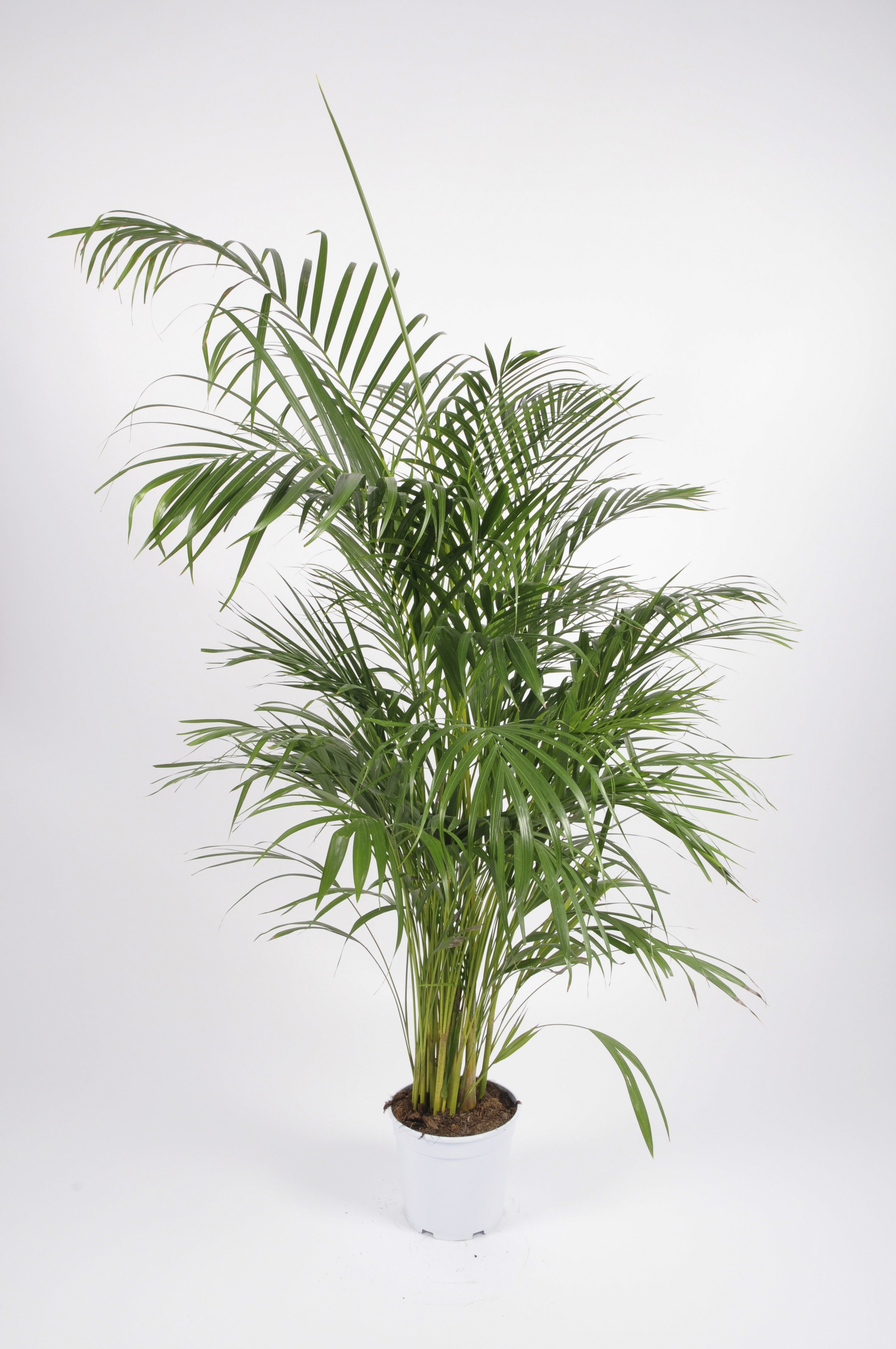 image produit ARECA D21