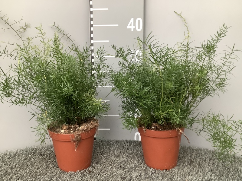 image produit ASPARAGUS DENSIFLORUS SPRENGER