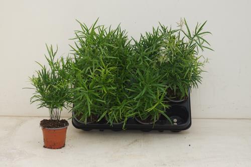 image produit ASPARAGUS FALCATUS D9