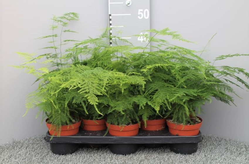 image produit ASPARAGUS SETACEUS D13