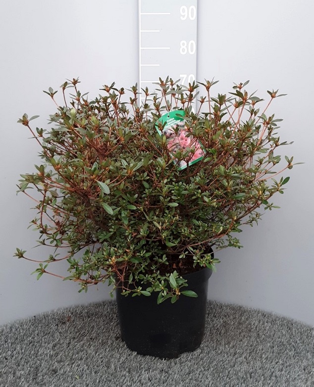 image produit AZALEE JAPONICA D29