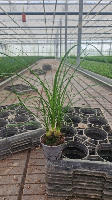 image produit BEAUCARNEA RECURVATA D9