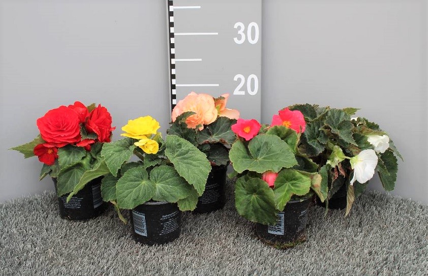 image produit BEGONIA TUBERH. NONSTOP D10,5
