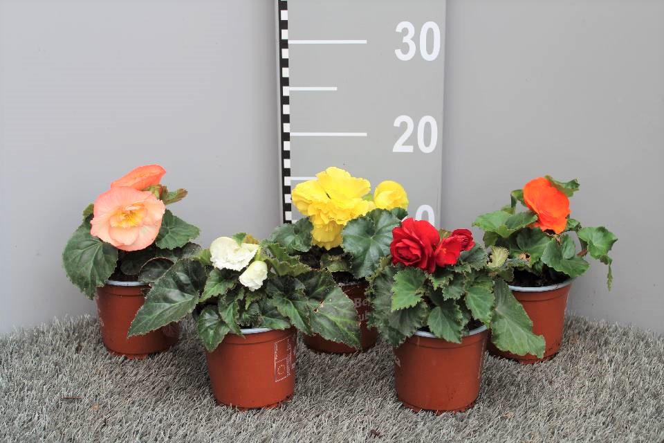image produit BEGONIA (TUBERHYBRIDA GRP MIX