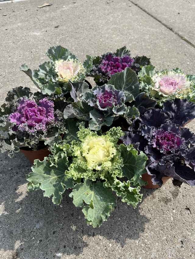 image produit BRASSICA OLERACEA (CHOU D'ORNE