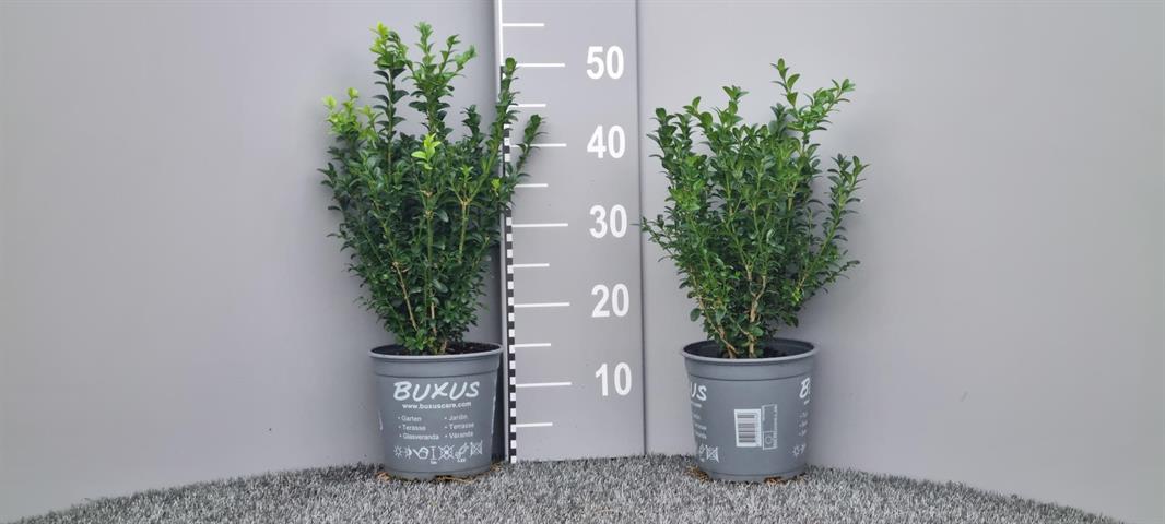 image produit BUXUS SEMP. BUSH D17