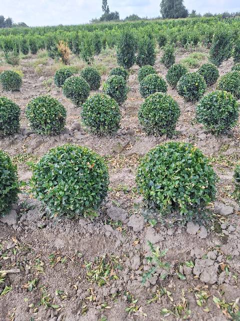 image produit BUXUS SEMPERVIRENS D19