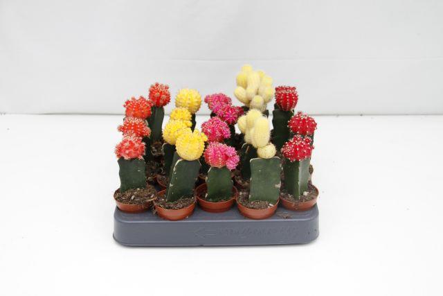image produit CACTUS GREFFE D5.5
