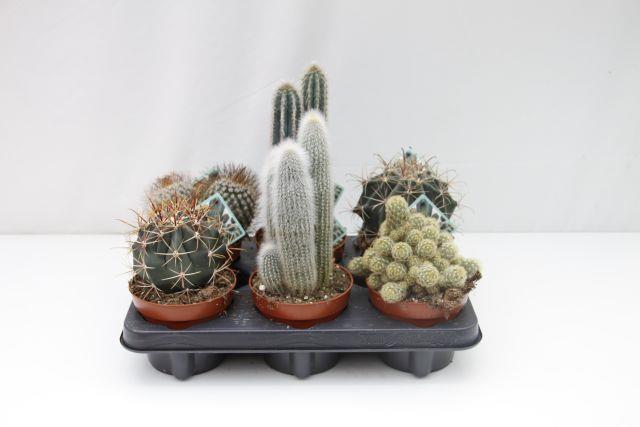 image produit CACTUS MELANGE D12