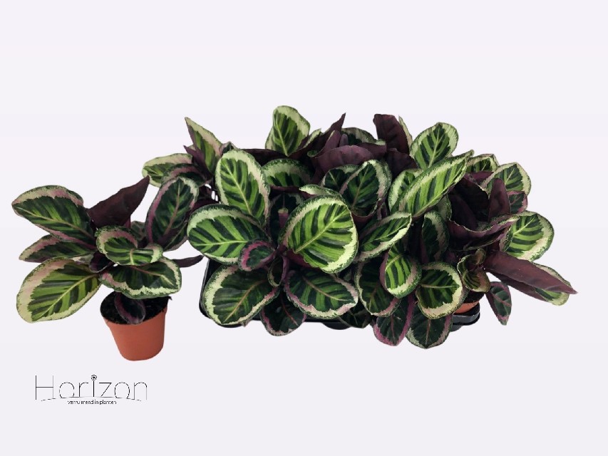 image produit CALATHEA ROSEOPICTA 'ANGELA D1