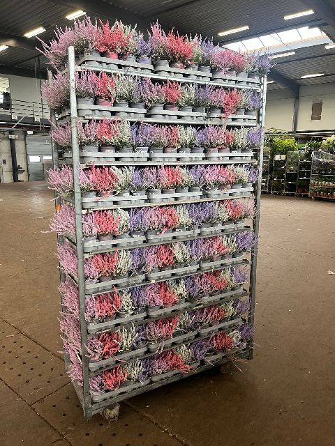 image produit CALLUNA GEKLEURD PASTEL MIX D1