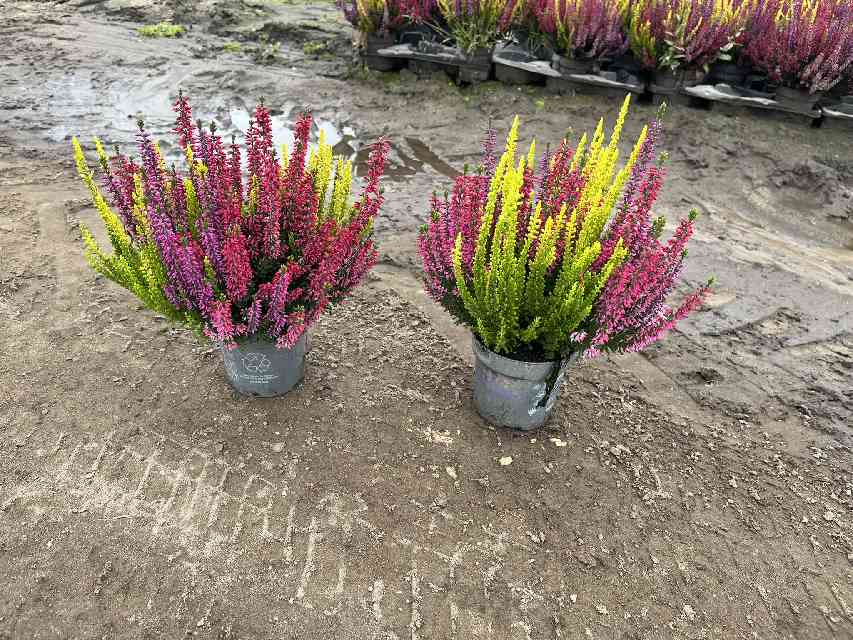 image produit CALLUNA VULG BEAUTY LADIES VIV