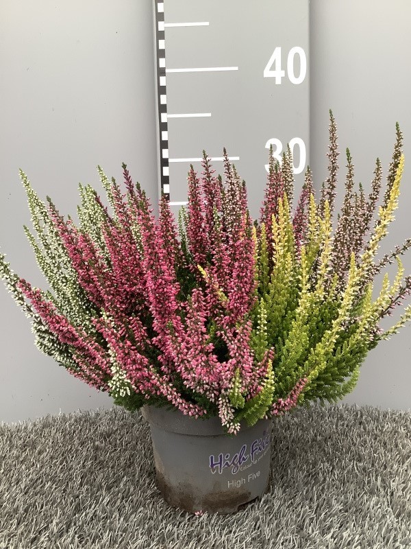 image produit CALLUNA VULGARIS BEAUTY LADIES