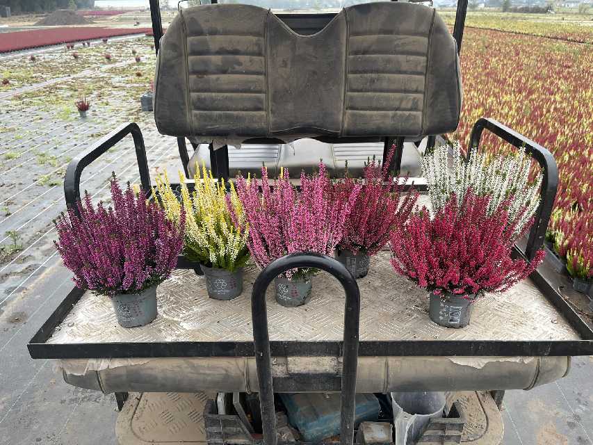 image produit CALLUNA VULGARIS BEAUTY LADIES