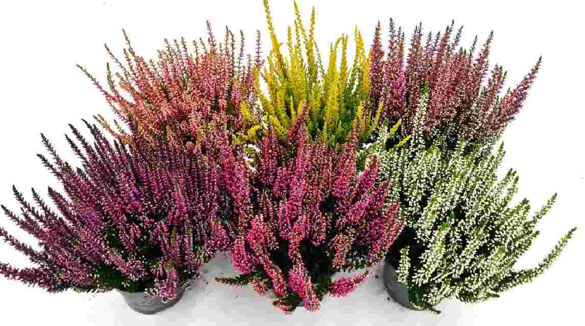 image produit CALLUNA VULGARIS BEAUTY LADIES