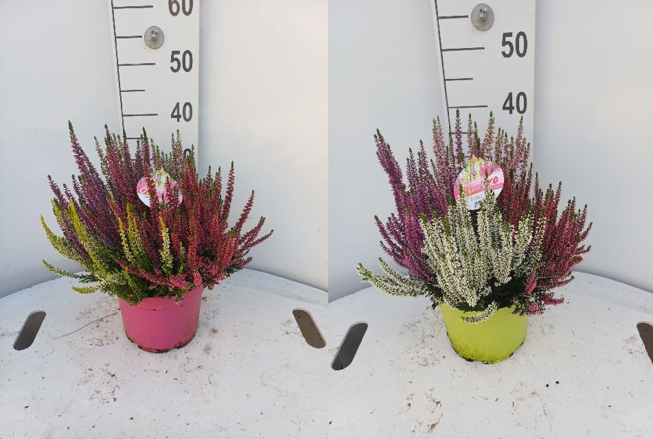 image produit CALLUNA VULGARIS BEAUTY LADIES