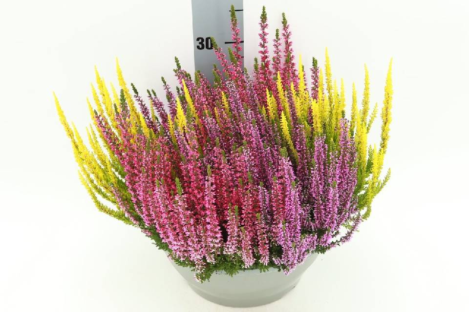 image produit CALLUNA VULGARIS BEAUTY LADIES