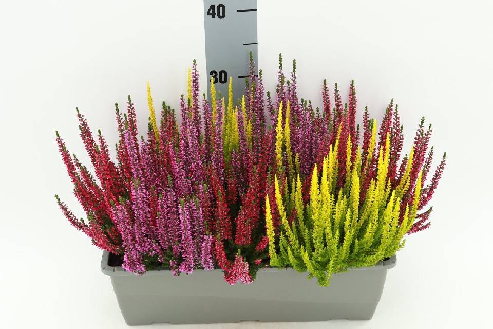 image produit CALLUNA VULGARIS BEAUTY LADIES