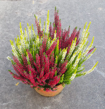 image produit CALLUNA VULGARIS BEAUTY LADIES