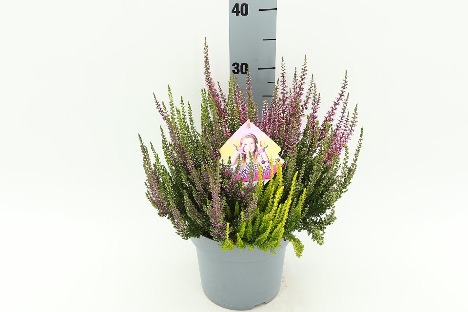 image produit CALLUNA VULGARIS HIGH FIVE D17
