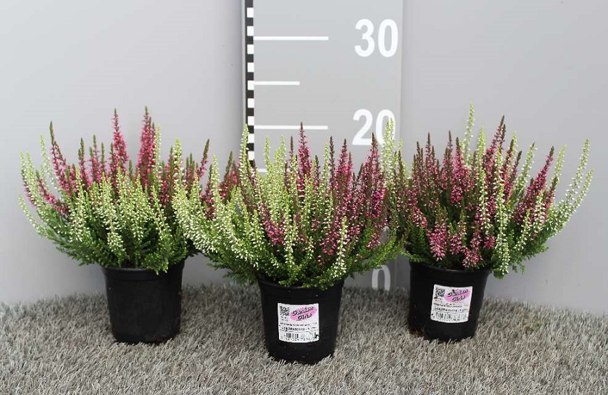 image produit CALLUNA VULGARIS GARDEN GIRLS