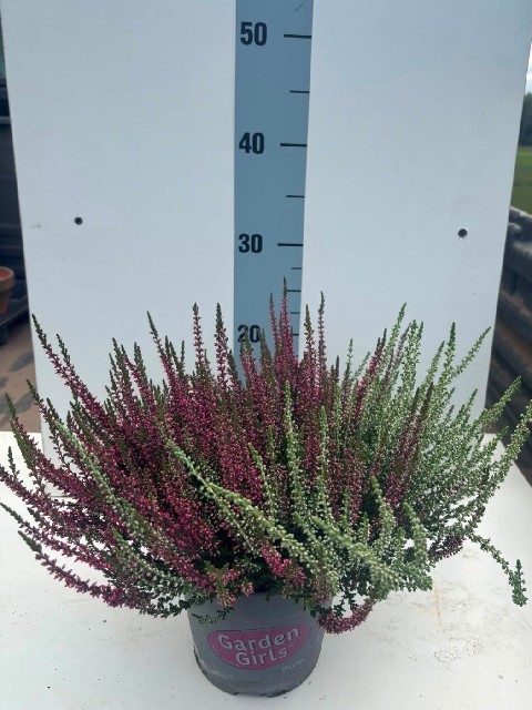 image produit CALLUNA VULGARIS GARDEN GIRLS