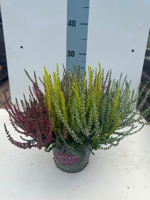 image produit CALLUNA VULGARIS GARDEN GIRLS