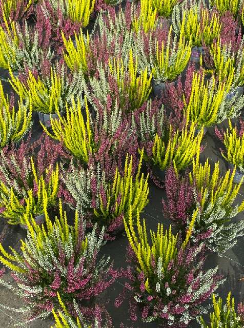image produit CALLUNA VULGARIS GARDEN GIRLS