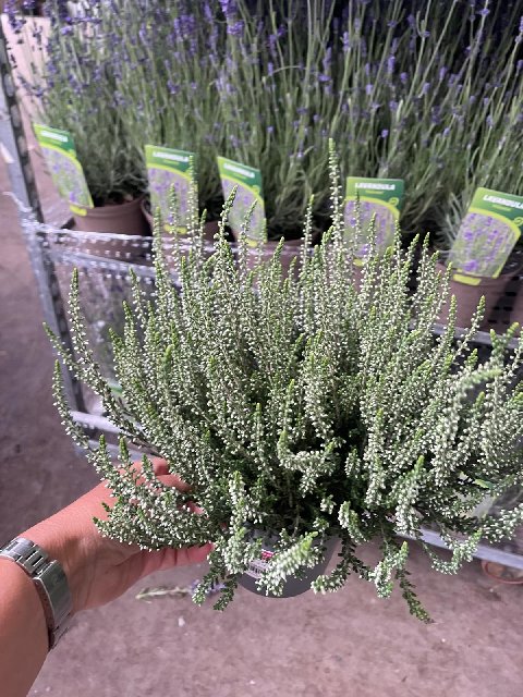 image produit CALLUNA VULGARIS GARDEN GIRLS