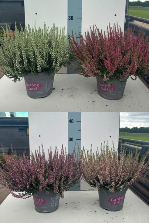 image produit CALLUNA VULGARIS GARDEN GIRLS