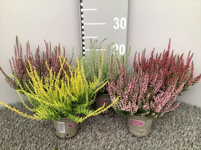 image produit CALLUNA VULGARIS GARDEN GIRLS