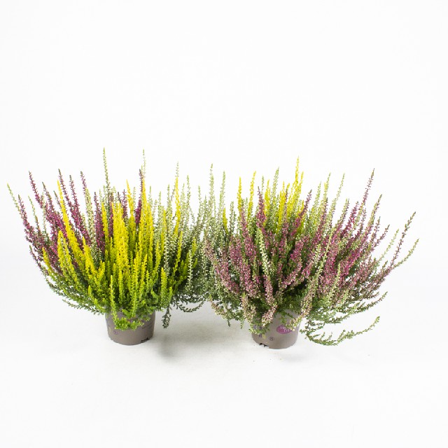 image produit CALLUNA VULGARIS GARDEN GIRLS