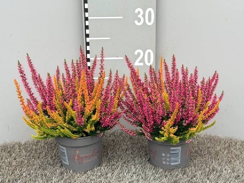 image produit CALLUNA VULGARIS SYMPHONY D12