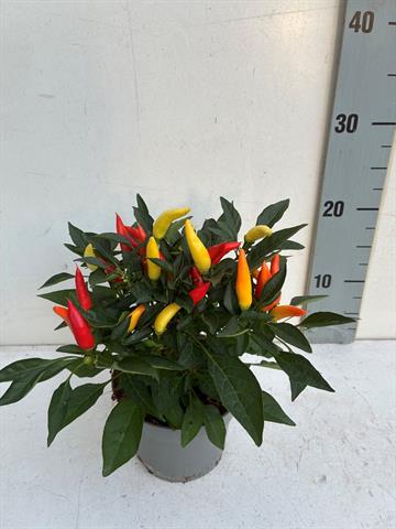 image produit CAPSICUM ANNUUM 'JOKER' D13