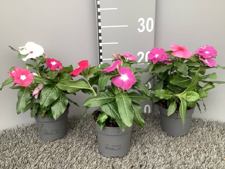 image produit CATHARANTHUS ROSEUS MELANGE