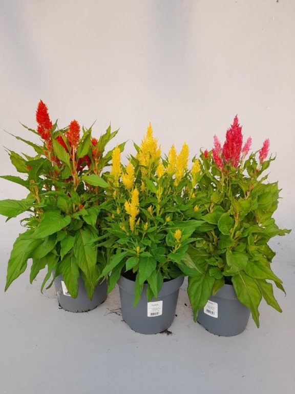 image produit CELOSIA ARGENTEA PLUMOSA GRP D
