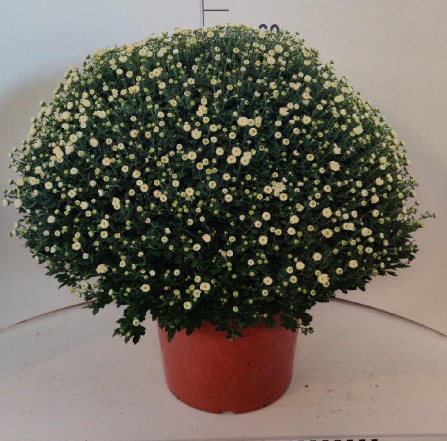 image produit CHRYSANTHEMUM (INDICUM UNI D33